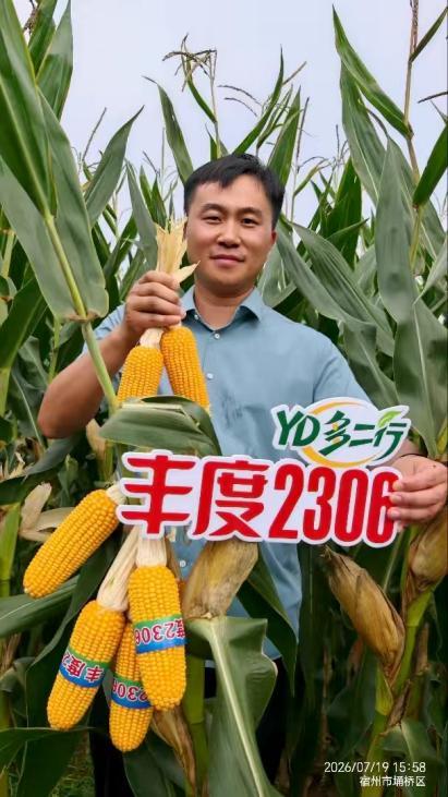 高产玉米品种丰度2306夯实秋粮生产根基