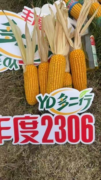 深耕科技创新领域 丰度高科以硬核研发实力赋能种业发展 深耕科技创新领域 丰度高科以硬核研发实力赋能种业发展