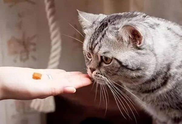 科学喂养猫咪全攻略：从幼猫到老年猫，吃对才能长寿健康